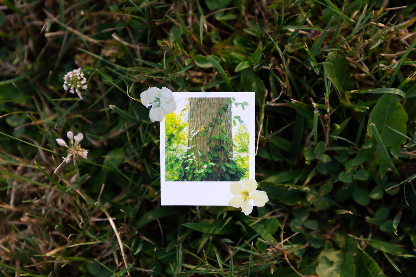 Nature Escape Polaroid Sticker