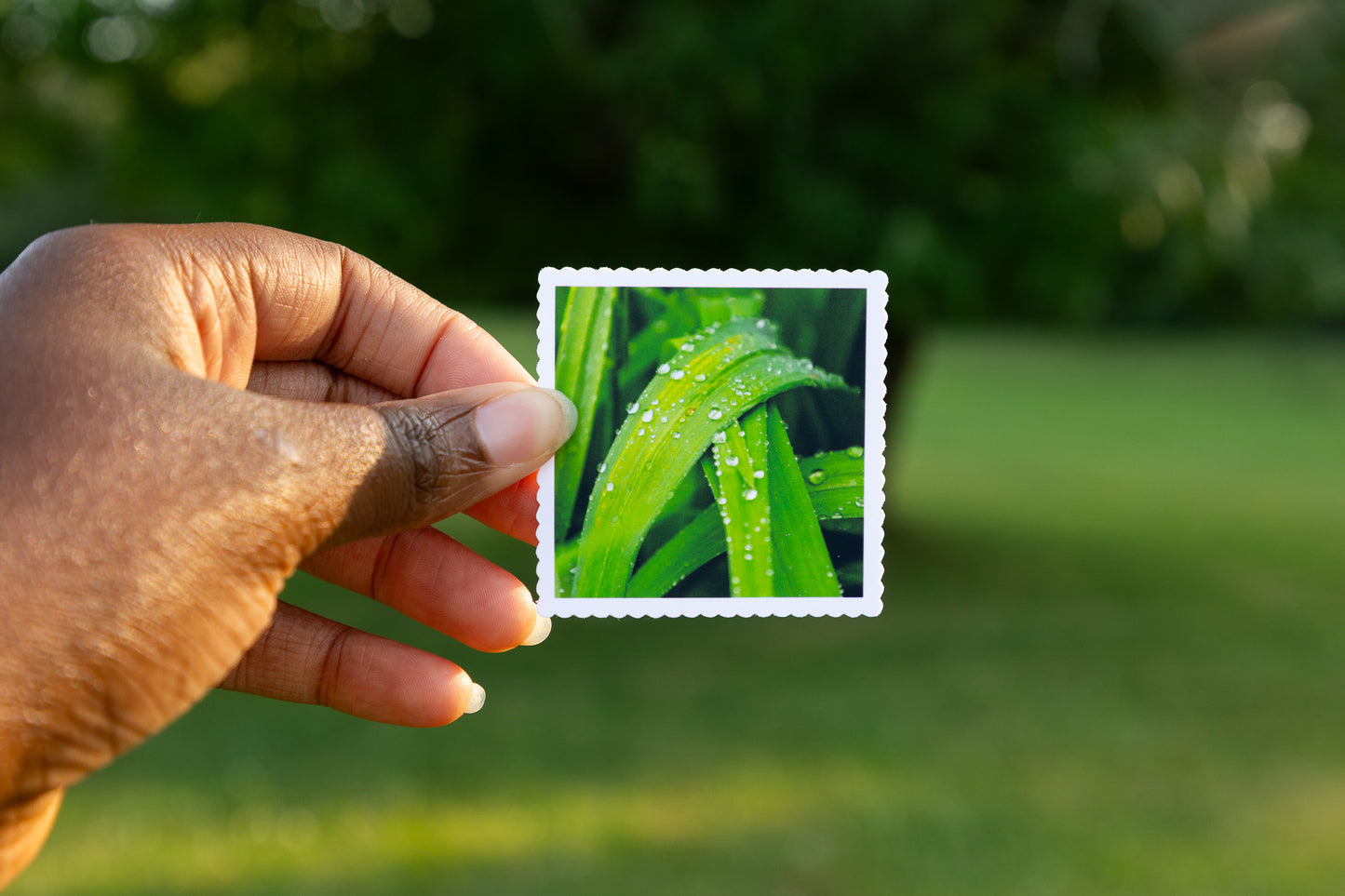 Morning Dew Sticker