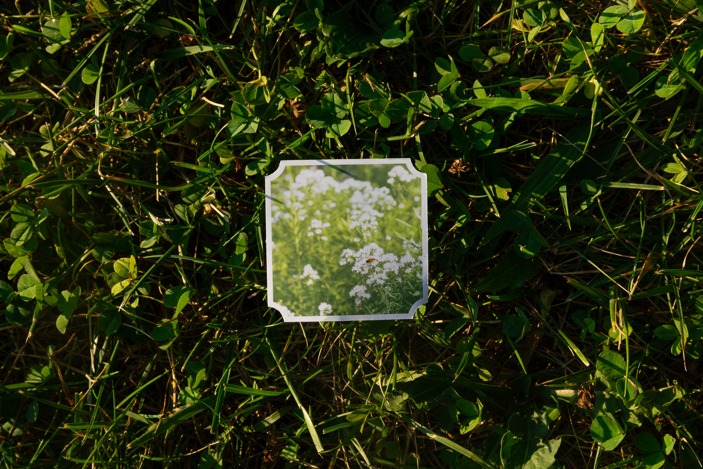 Wildflowers Sticker