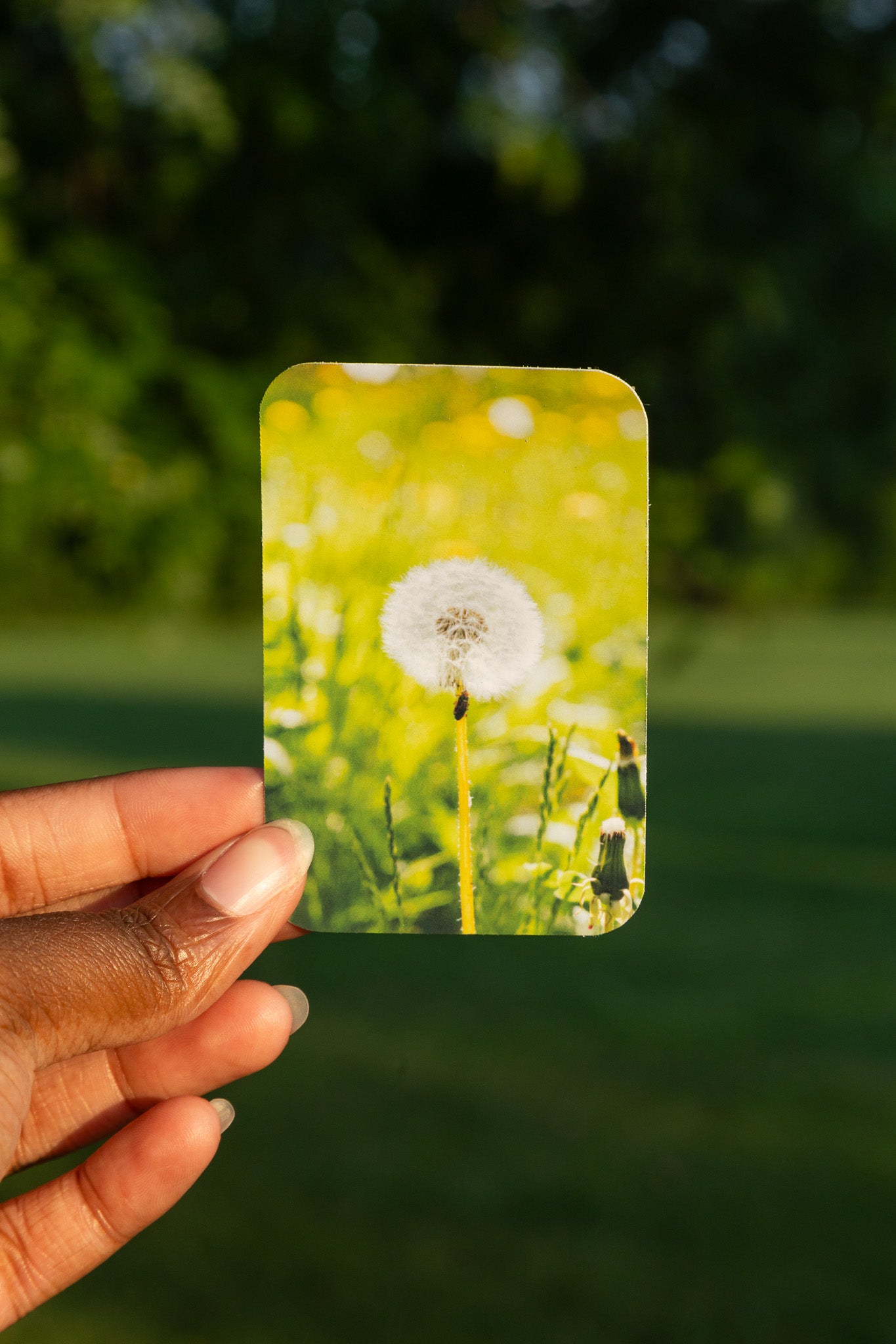 Dandelion Sticker