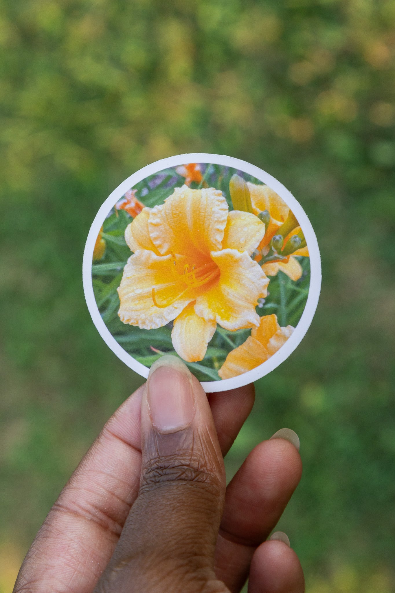 Dewy Daylily Sticker