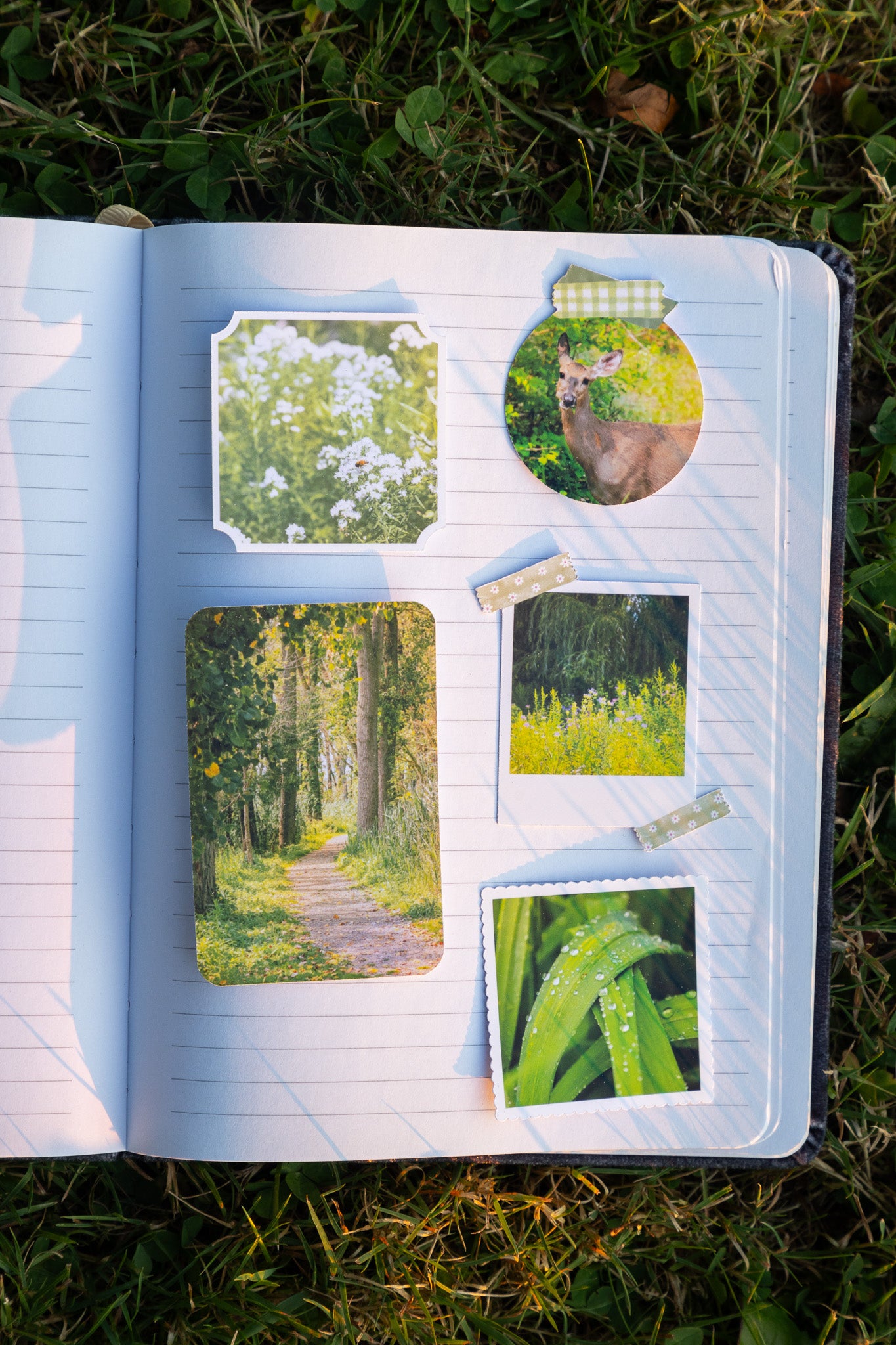 Enchanted Trail Sticker