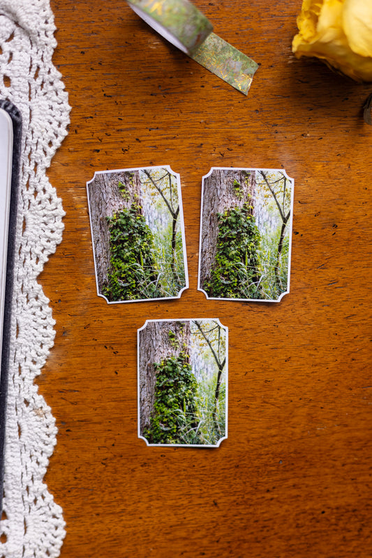 Woodland Ivy Sticker
