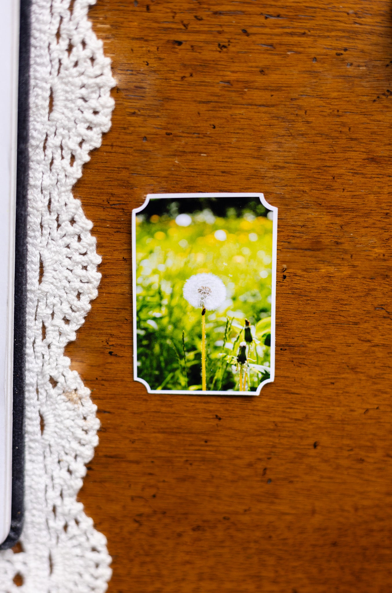 Dreamy Dandelion Sticker
