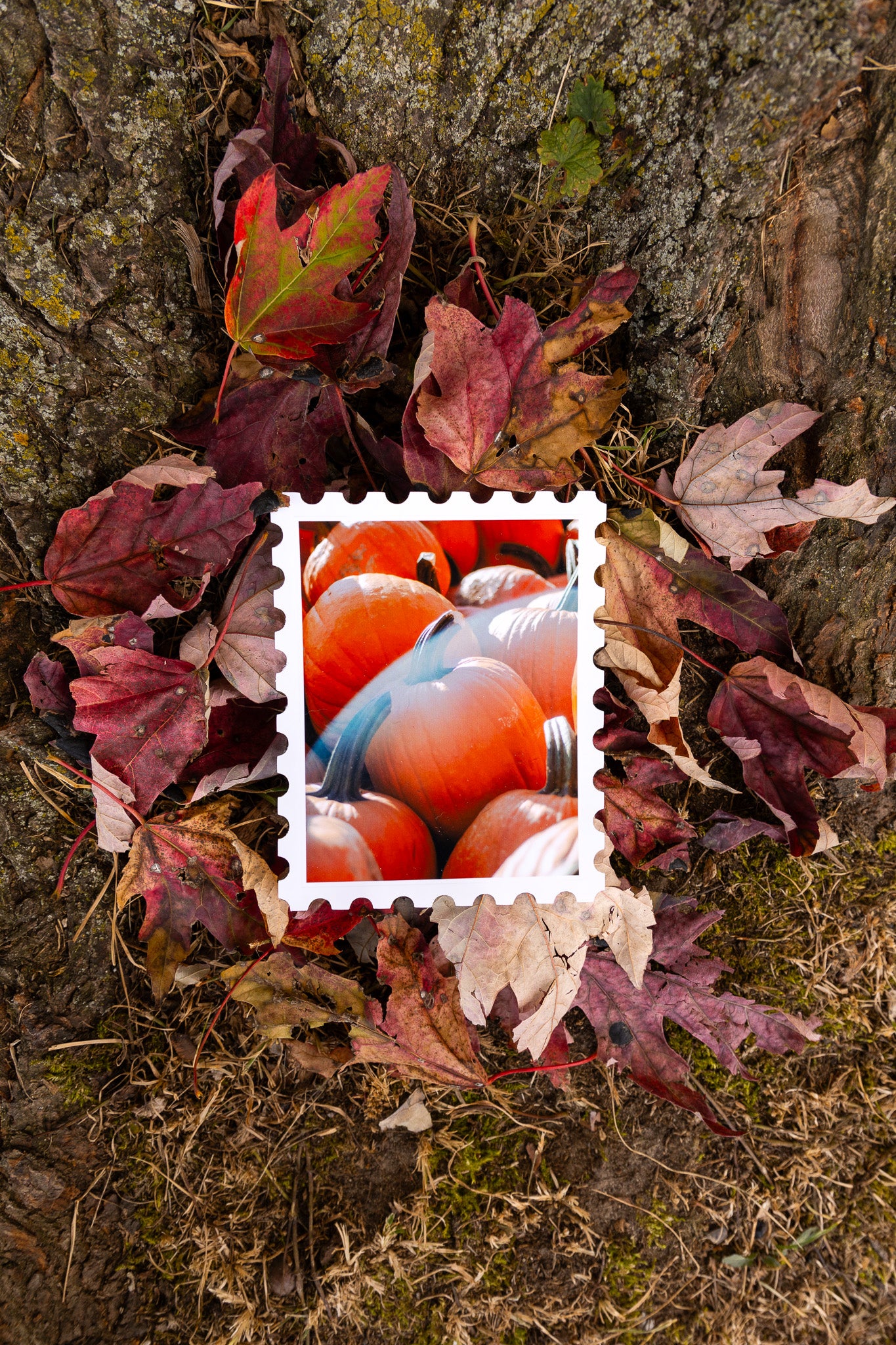 Pumpkin Patch Print