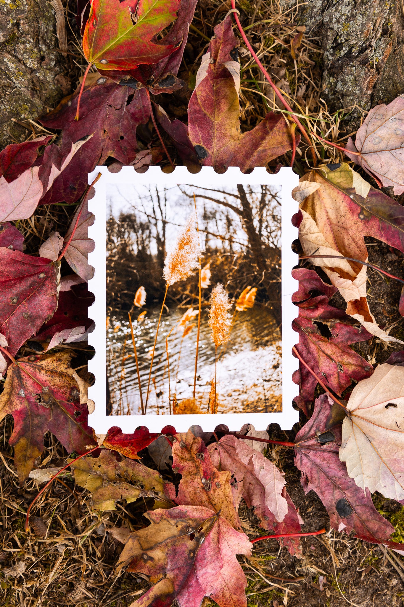 Wispy Cattails Print