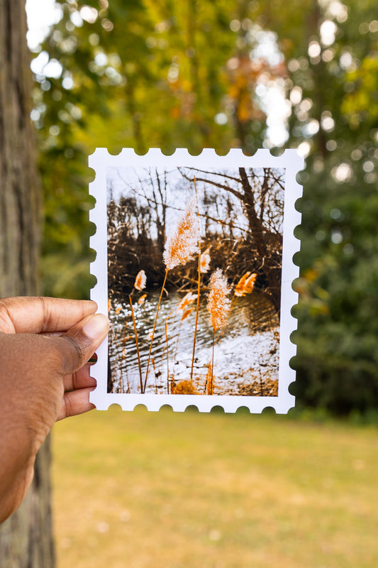 Wispy Cattails Print