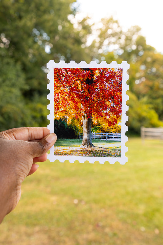 Fall Foliage Print