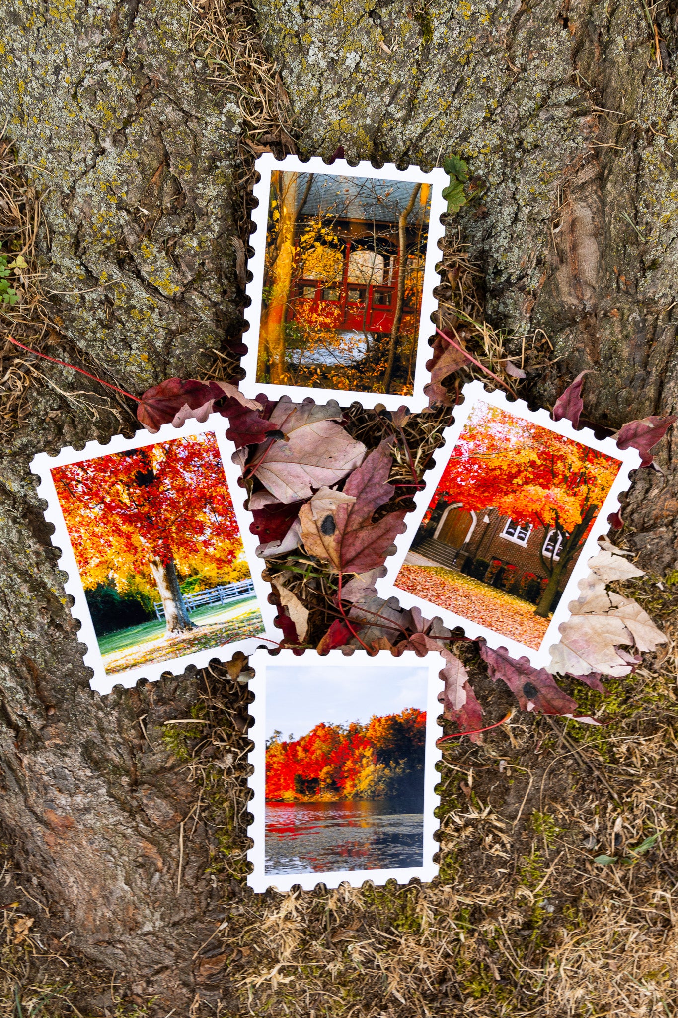 Fall Foliage Print