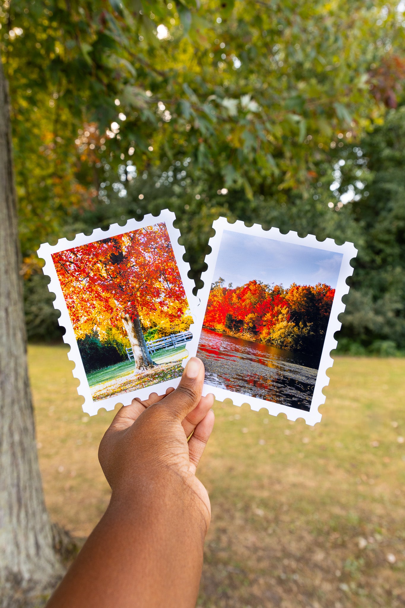 Fall Foliage Print