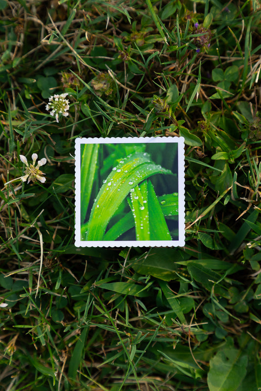 Morning Dew Sticker