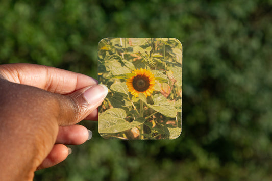 Sunflower Sticker