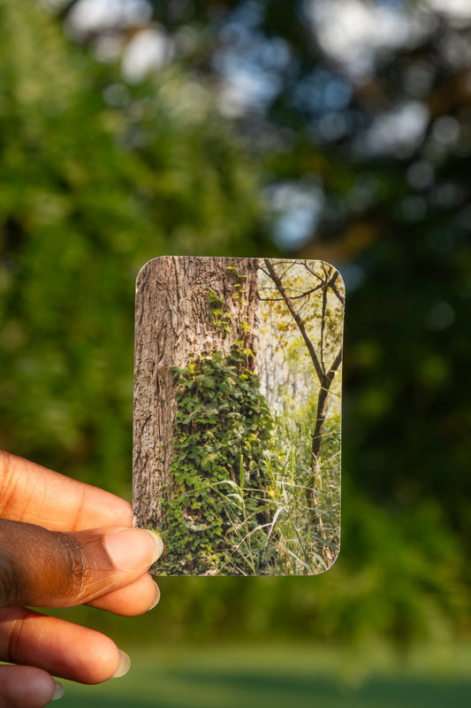 Wild Ivy Sticker