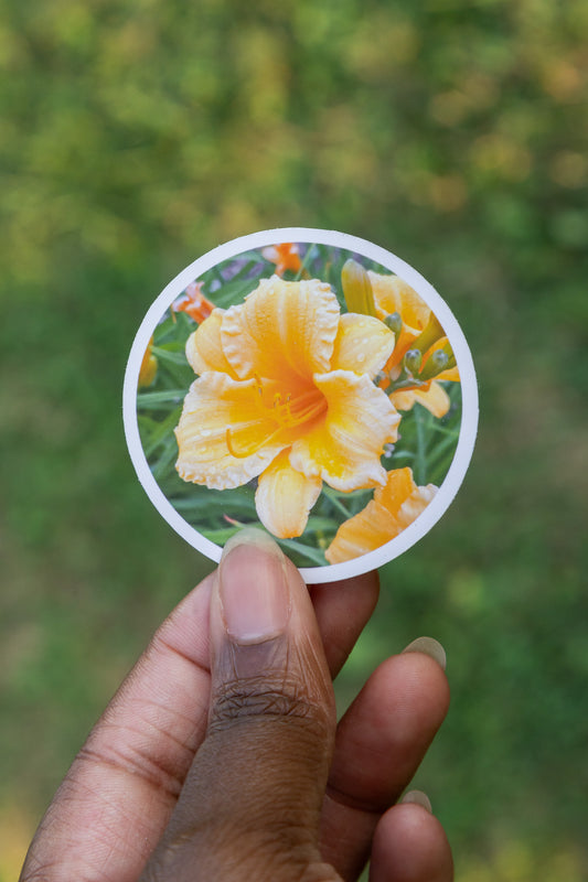 Dewy Daylily Sticker