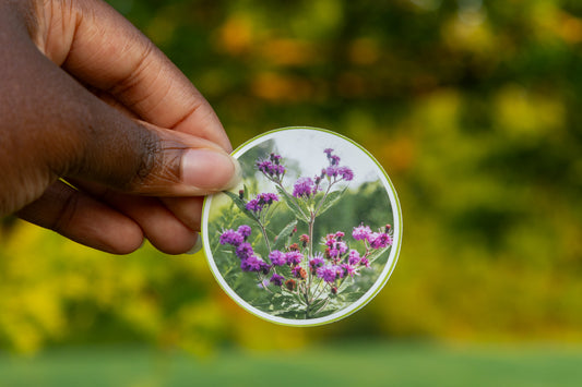 Baldwin's Ironweed Sticker